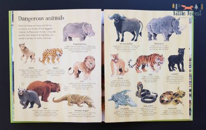 książka dla dzieci po angielsku o zwierzętach z rozkładanymi stronami