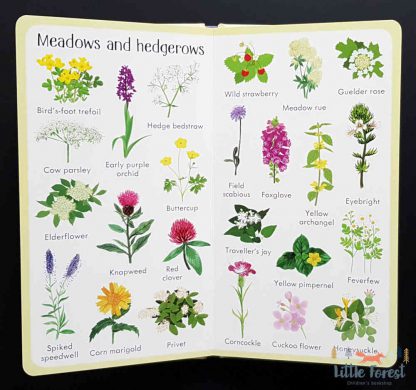 słownik obrazkowy dla dzieci po angielsku kwiaty i rośliny