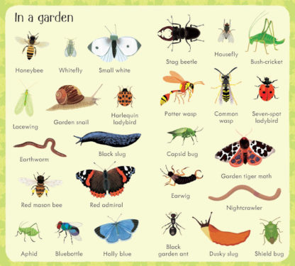 słownik obrazkowy dla dzieci po angielsku owady